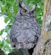 Great-horned-owl