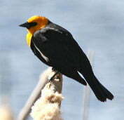 Yellow-headed-Blackbird